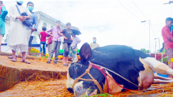 সিলেটে হাটেই মারা গেল ১৬ মণ ওজনের গরু