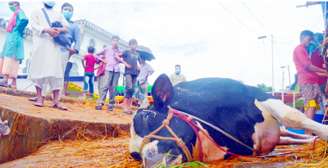 সিলেটে হাটেই মারা গেল ১৬ মণ ওজনের গরু