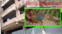 মির্জাজাঙ্গাল এলাকায় নির্মাণ শ্রমিকদের হামলায় মৃত্যুর সাথে পাঞ্জা লড়ছে কিশোর