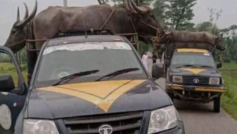 জৈন্তাপুরে ফের চোরাচালানের রমরমা, সাংবাদিককে প্রাণনাশের হুমকির অভিযোগ